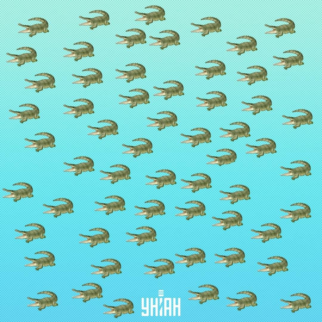 El reptil está oculto, pero deberías verlo en 15 segundos / Collage Moje