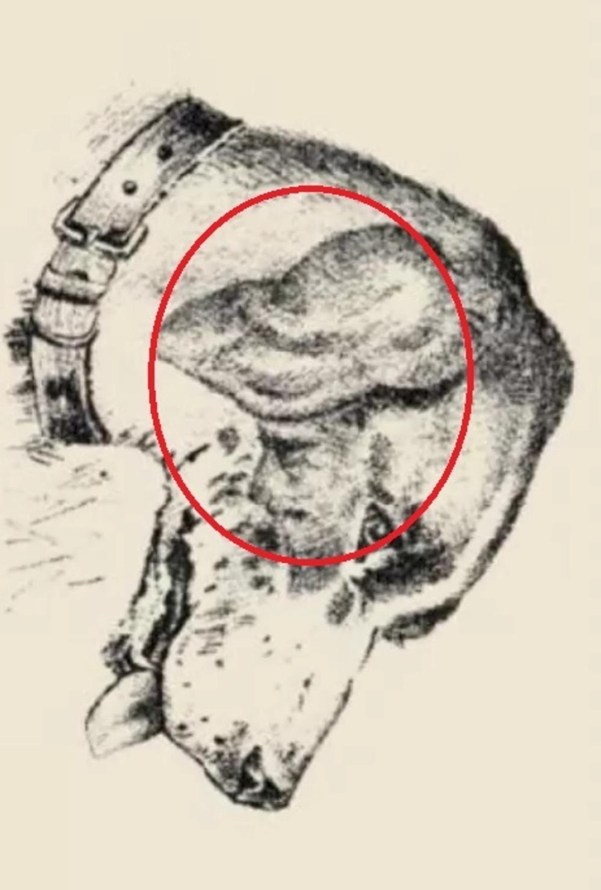 La cara humana estaba en la oreja del perro / dibujado por safalta.com