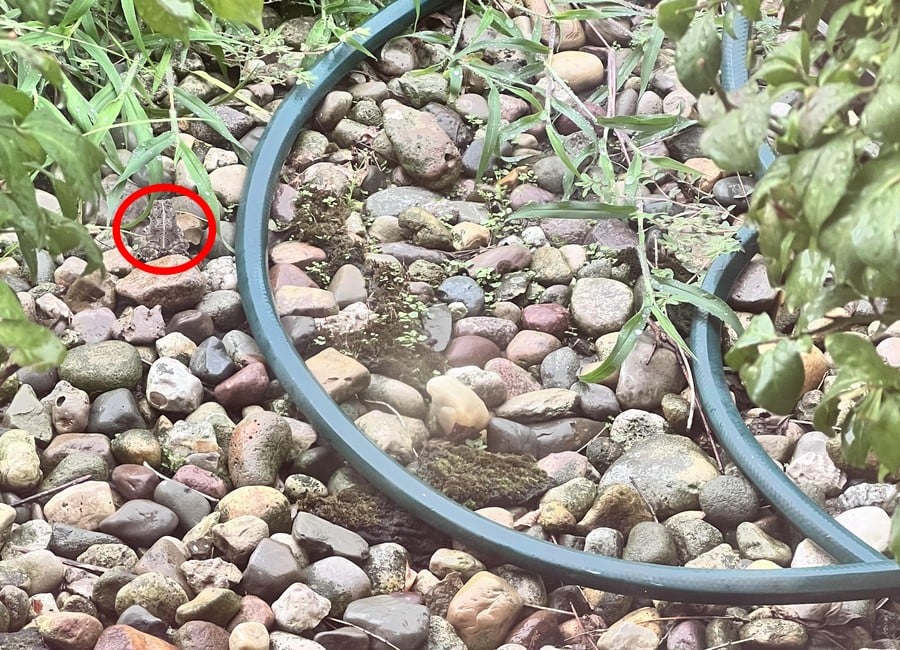 Desentrañar la ilusión óptica