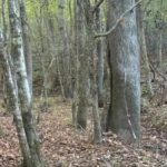 Rebus para los que tienen una vista excelente: hay que encontrar un reno en 5 segundos. Rebus para los que tienen una vista excelente: hay que