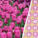 Sólo el 2% de las personas encuentra la palabra «tulipán»