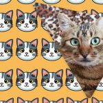 Sólo las personas con un gran coeficiente intelect verán un